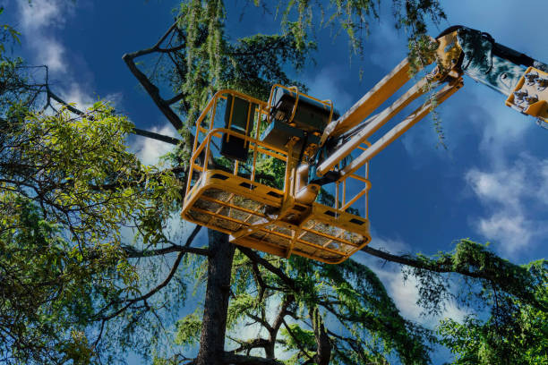 Best Tree Risk Assessment  in Lennox, CA